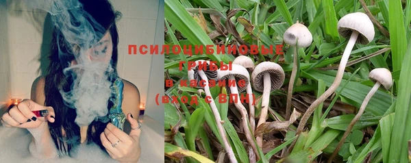 прущие грибы Баксан